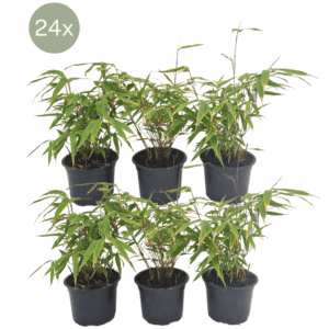 24 X Fargesia Rufa - Ø13 Cm - ↕25 Cm