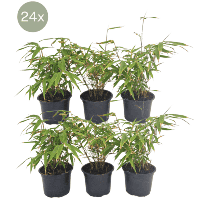 24 X Fargesia Rufa - Ø13 Cm - ↕25 Cm