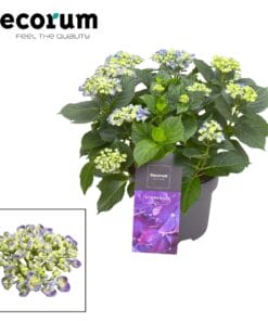 Hydrangea Curly Wurly Blauw Kop (Decorum) - Ø23Cm - ↕50Cm