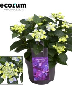 Hydrangea Teller Nizza Blue Kop (Decorum) - Ø23Cm - ↕45Cm
