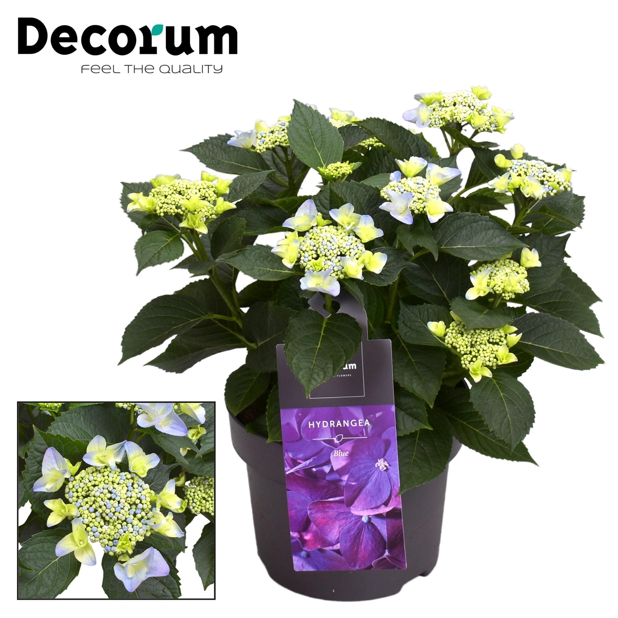 Hydrangea Teller Nizza Blue Kop (Decorum) - Ø23Cm - ↕45Cm