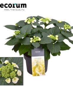 Hydrangea Teller Benxi (Wit) (Decorum) - Ø23Cm - ↕45Cm