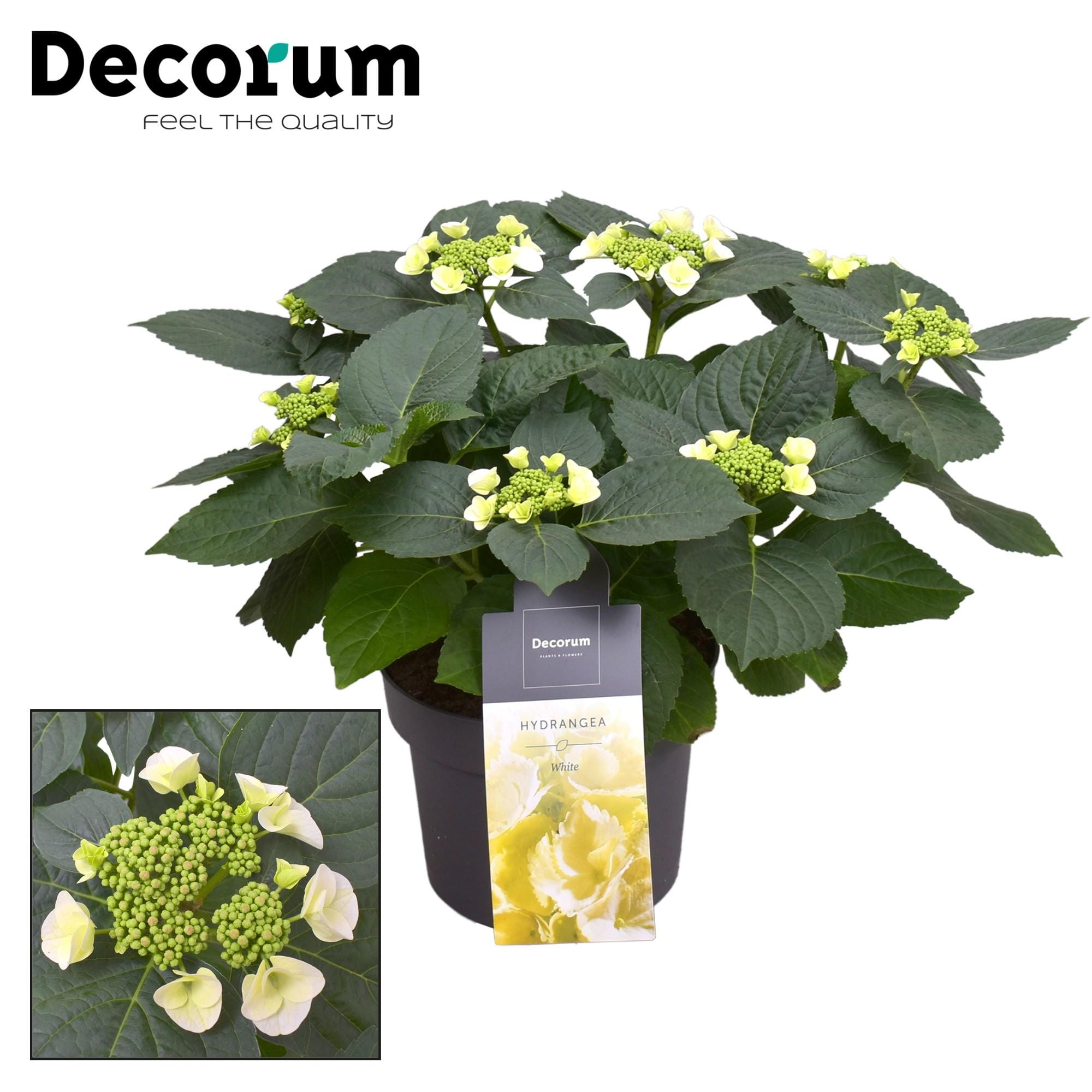 Hydrangea Teller Benxi (Wit) (Decorum) - Ø23Cm - ↕45Cm
