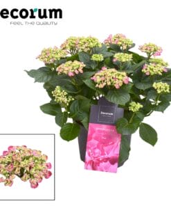 Hydrangea Curly Wurly Roze Kop (Decorum) - Ø23Cm - ↕50Cm