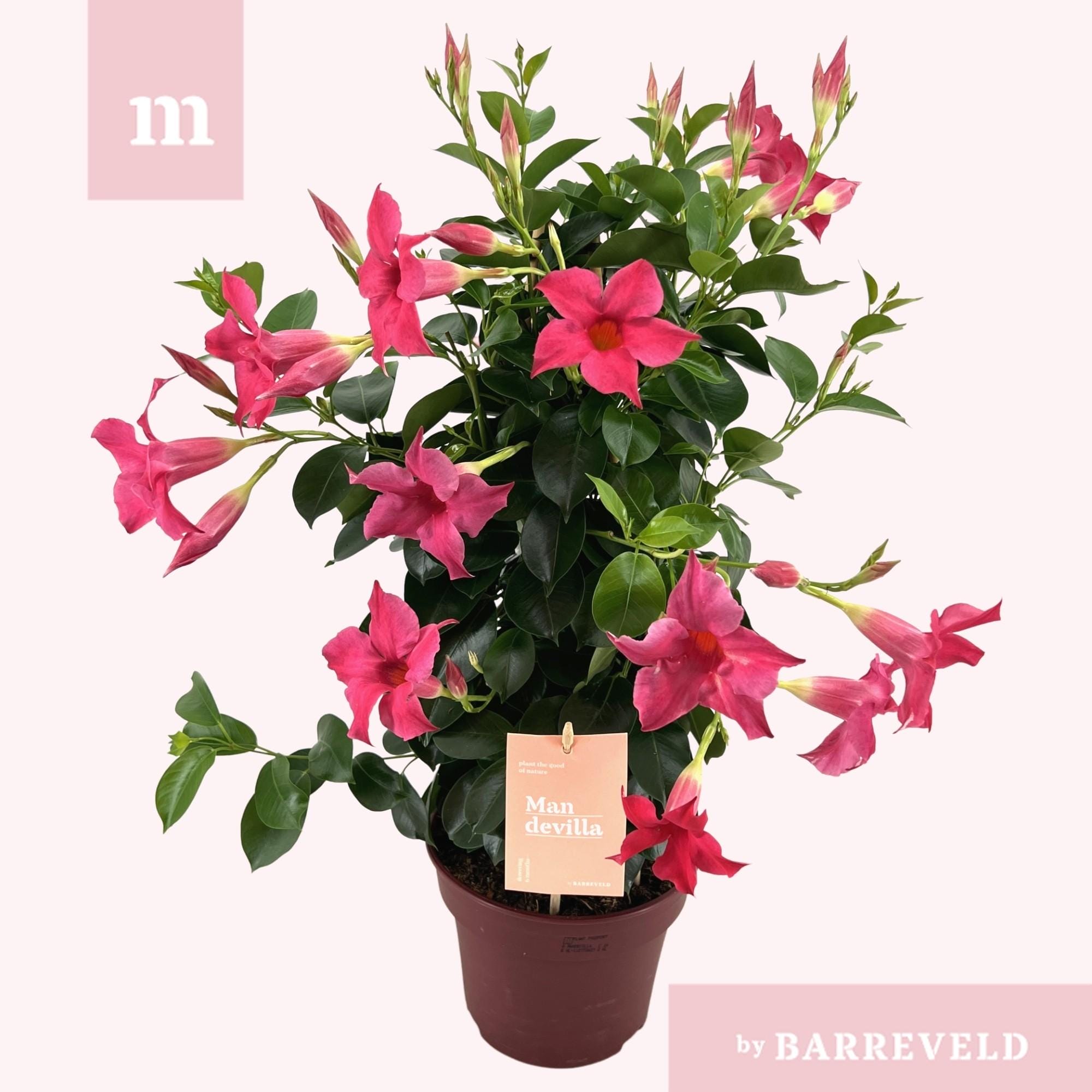 Mandevilla 'Zomerville' Piramide Roze - Ø17Cm - ↕50Cm