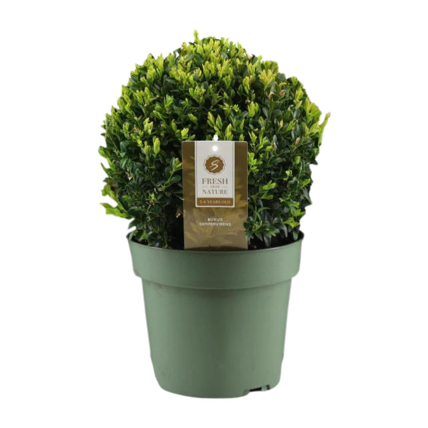 Buxus Semp. - Ø21Cm - ↕40Cm - Ball Ø25Cm