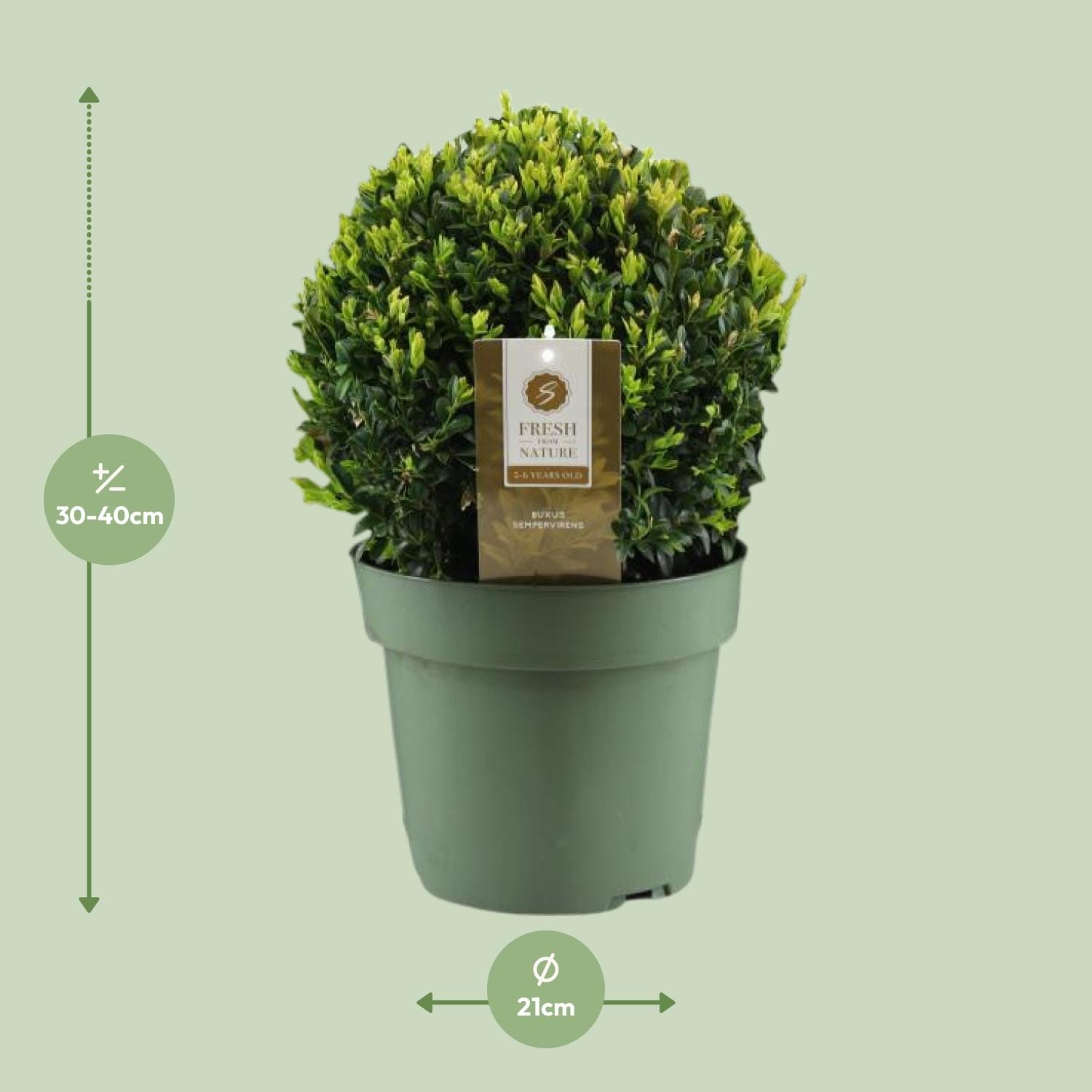 Buxus Semp. - Ø21Cm - ↕40Cm - Ball Ø25Cm - Afbeelding 2