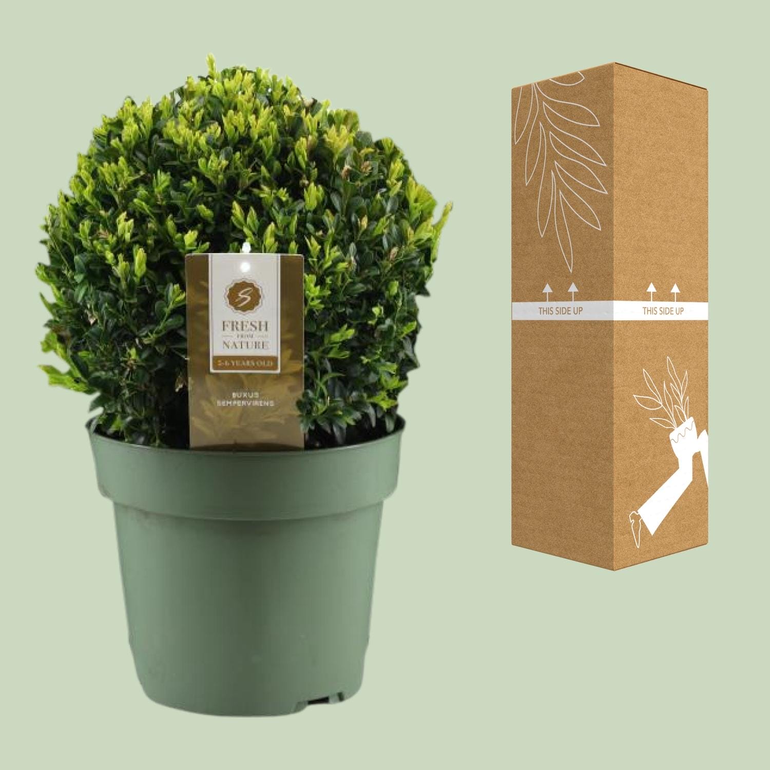 Buxus Semp. - Ø21Cm - ↕40Cm - Ball Ø25Cm - Afbeelding 3