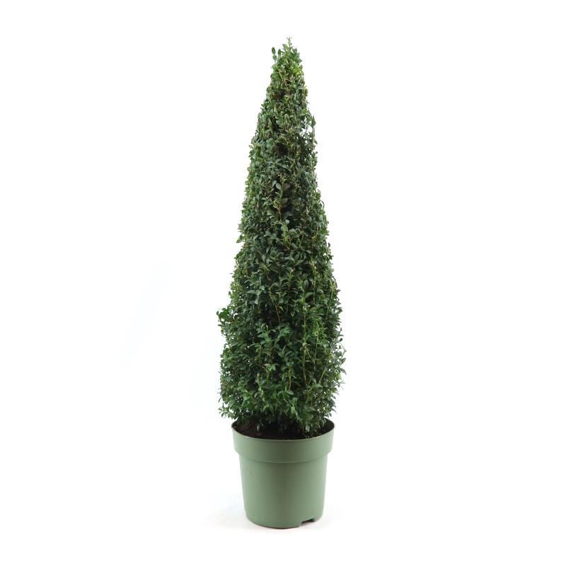 Buxus Semp - Ø23Cm - ↕90Cm