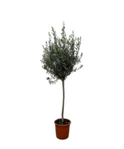 Olea Europaea Op Stam - 160Cm- Ø24