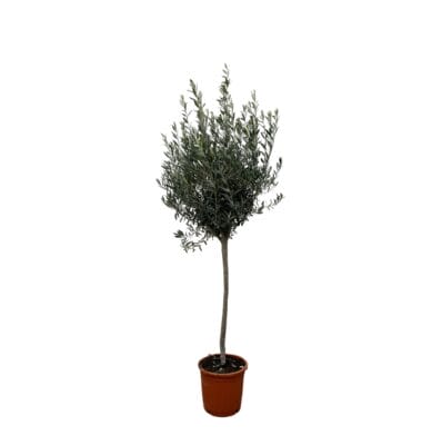 Olijfboom op stam (Olea europaea) – mediterrane boom – pot 24 cm, ±160 cm