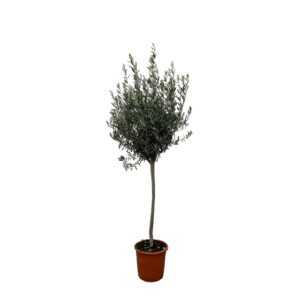 Olijfboom op stam (Olea europaea) – mediterrane boom – pot 24 cm, ±160 cm