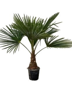 Waaierpalm Trachycarpus - 90Cm- Ø21