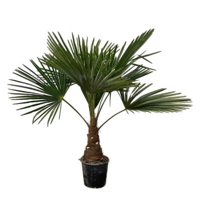 Waaierpalm (Trachycarpus fortunei) – winterharde palmboom voor de tuin – pot 21 cm, ±90 cm
