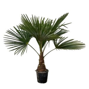 Waaierpalm (Trachycarpus fortunei) – winterharde palmboom voor de tuin – pot 21 cm, ±90 cm