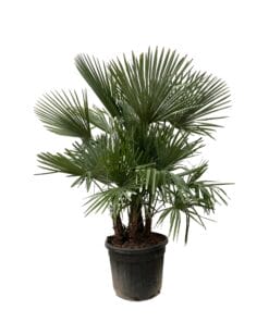 Trachycarpus Multi Stam - 200Cm- Ø45
