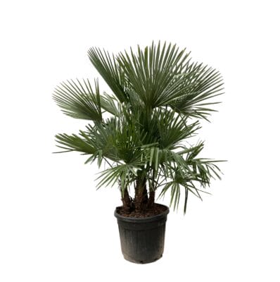 Trachycarpus multi-stam – winterharde palmboom met meerdere stammen – pot 45 cm, ±200 cm