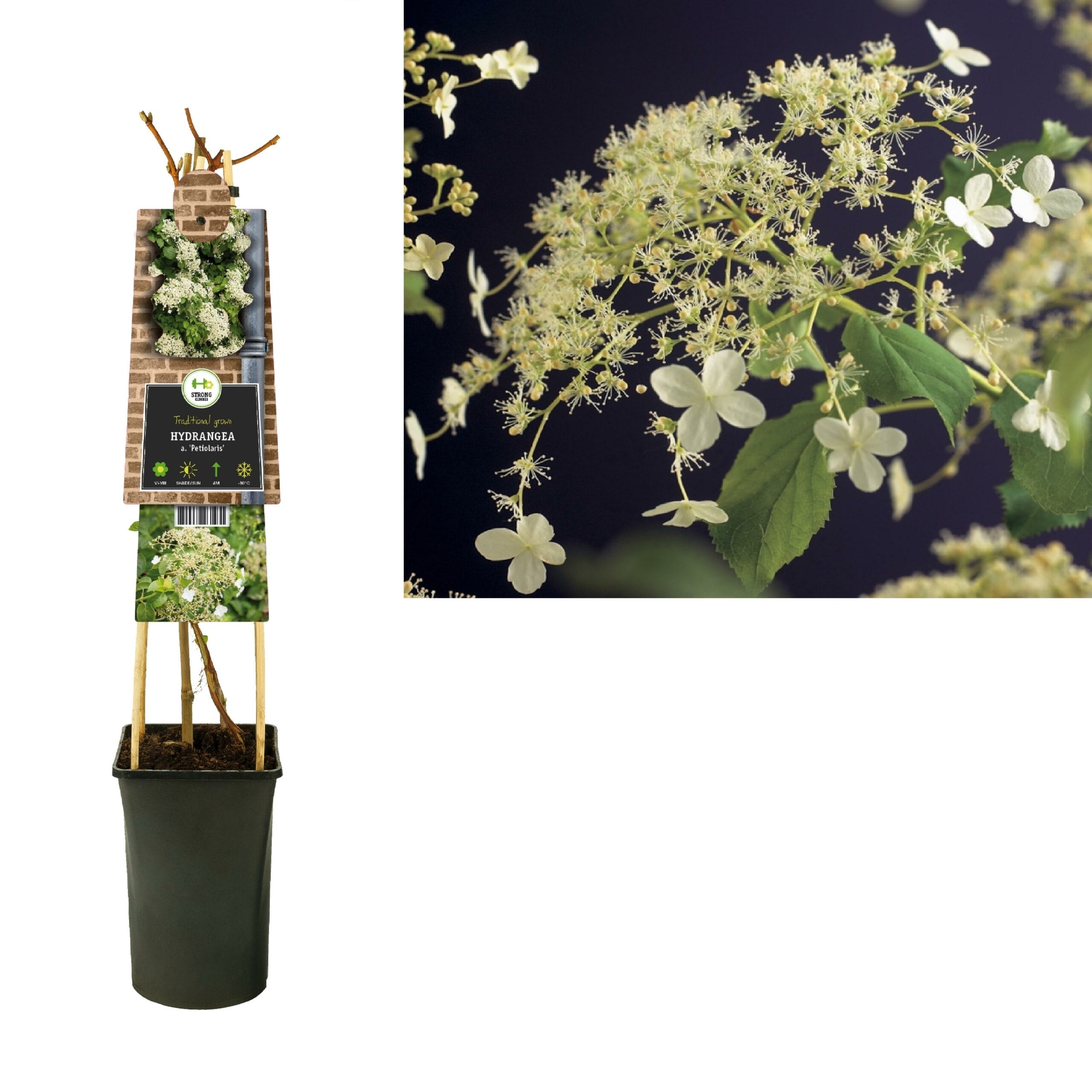 Hydrangea 'Petiolaris' - Ø17Cm - ↕75Cm