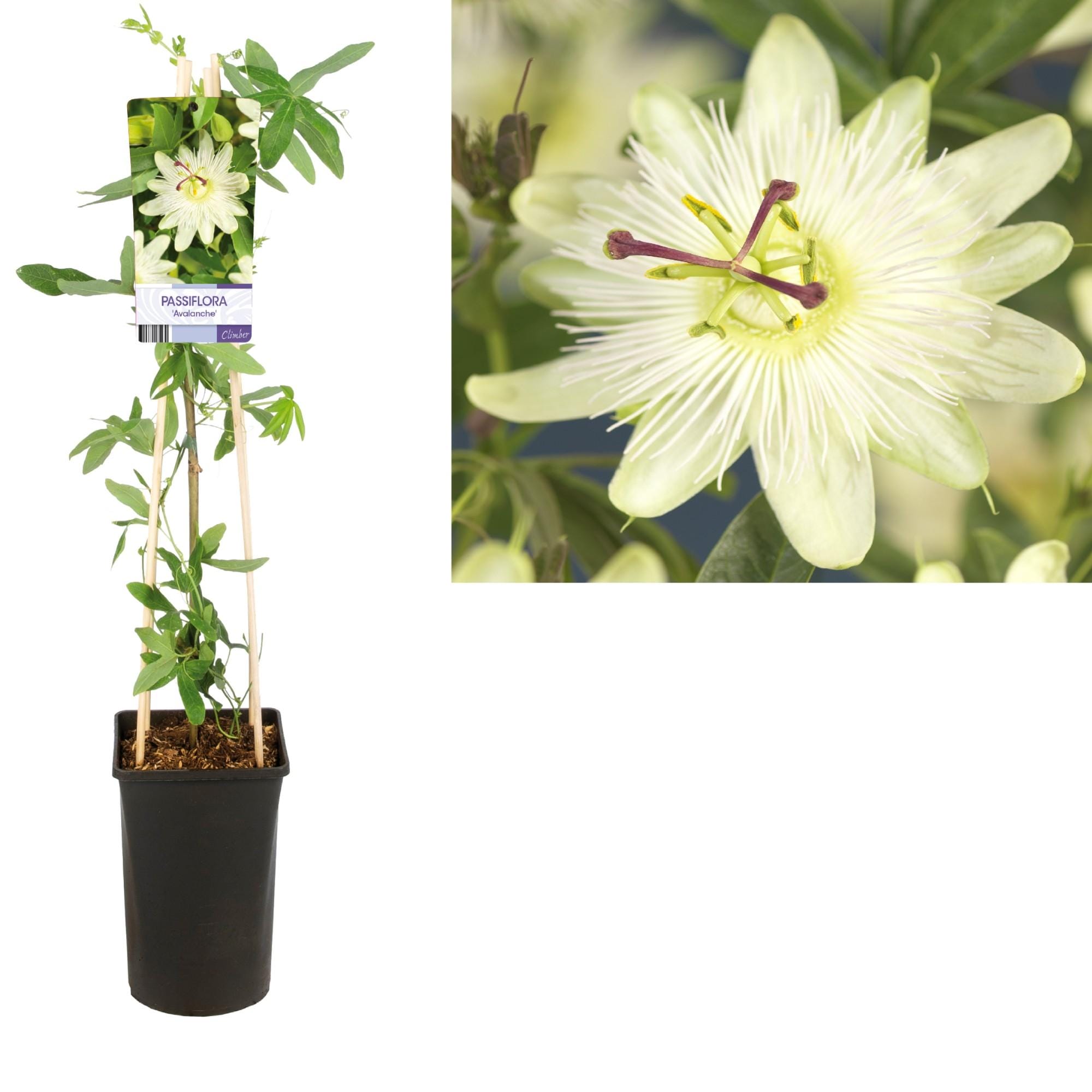Passiflora 'Avalanche' - Ø17Cm - ↕75Cm