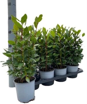 Laurier haagplant (Laurus nobilis) – aromatisch blad, wintergroene – ±14 cm