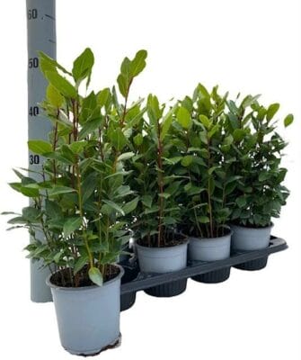 Laurier haagplant (Laurus nobilis) – aromatisch blad, wintergroene – ±14 cm