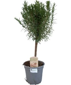 Rosmarinus op Stam" - Ø14Cm - ↕45Cm