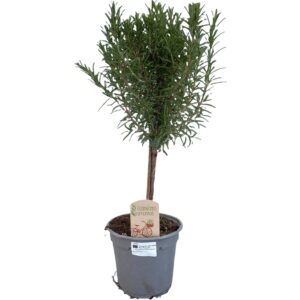 Rosmarinus op Stam" - Ø14Cm - ↕45Cm