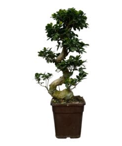 Ficus Microcarpa Ginseng - 110 Cm - Ø26Cm