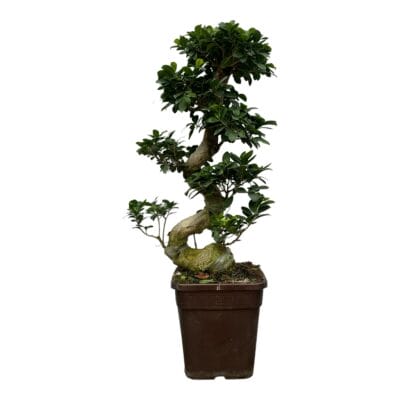 Ficus Microcarpa Ginseng – opvallende gedraaide wortelstam – ±110 cm