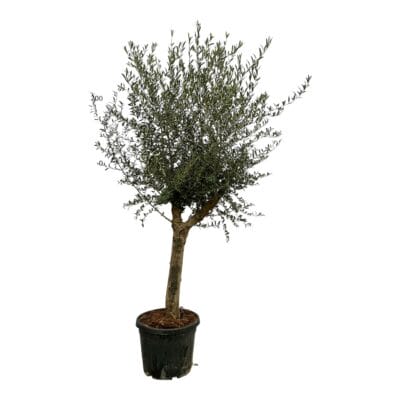 Olijfboom (Olea europaea 'Lorc') – grote mediterrane met slanke stam – ±220 cm