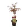 Acer Palm. 'Garnet' - ↨40Cm - Ø19Cm