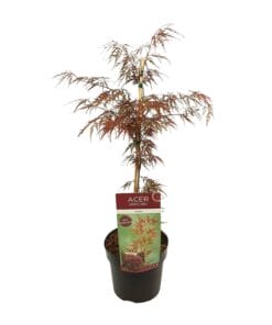 Acer Palm. 'Garnet' - ↨40Cm - Ø19Cm