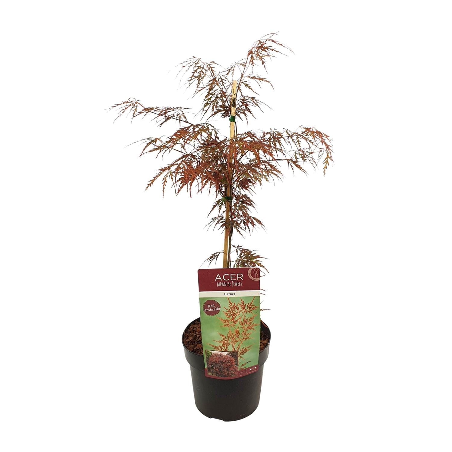 Acer Palm. 'Garnet' - ↨40Cm - Ø19Cm