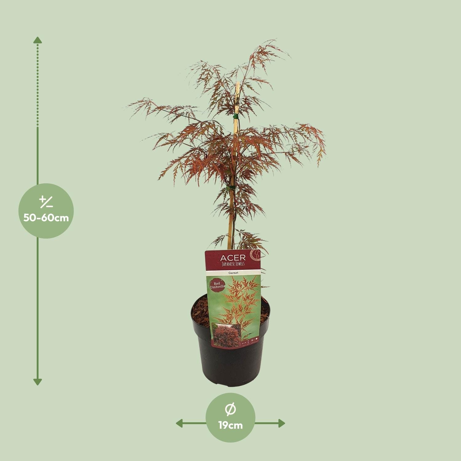 Acer Palm. 'Garnet' - ↨40Cm - Ø19Cm - Afbeelding 2