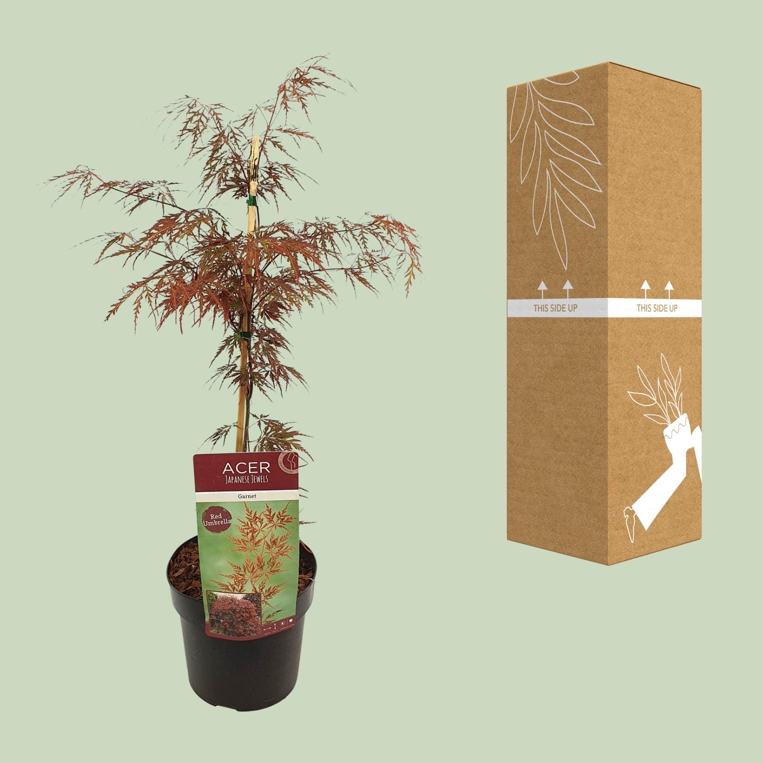 Acer Palm. 'Garnet' - ↨40Cm - Ø19Cm - Afbeelding 3