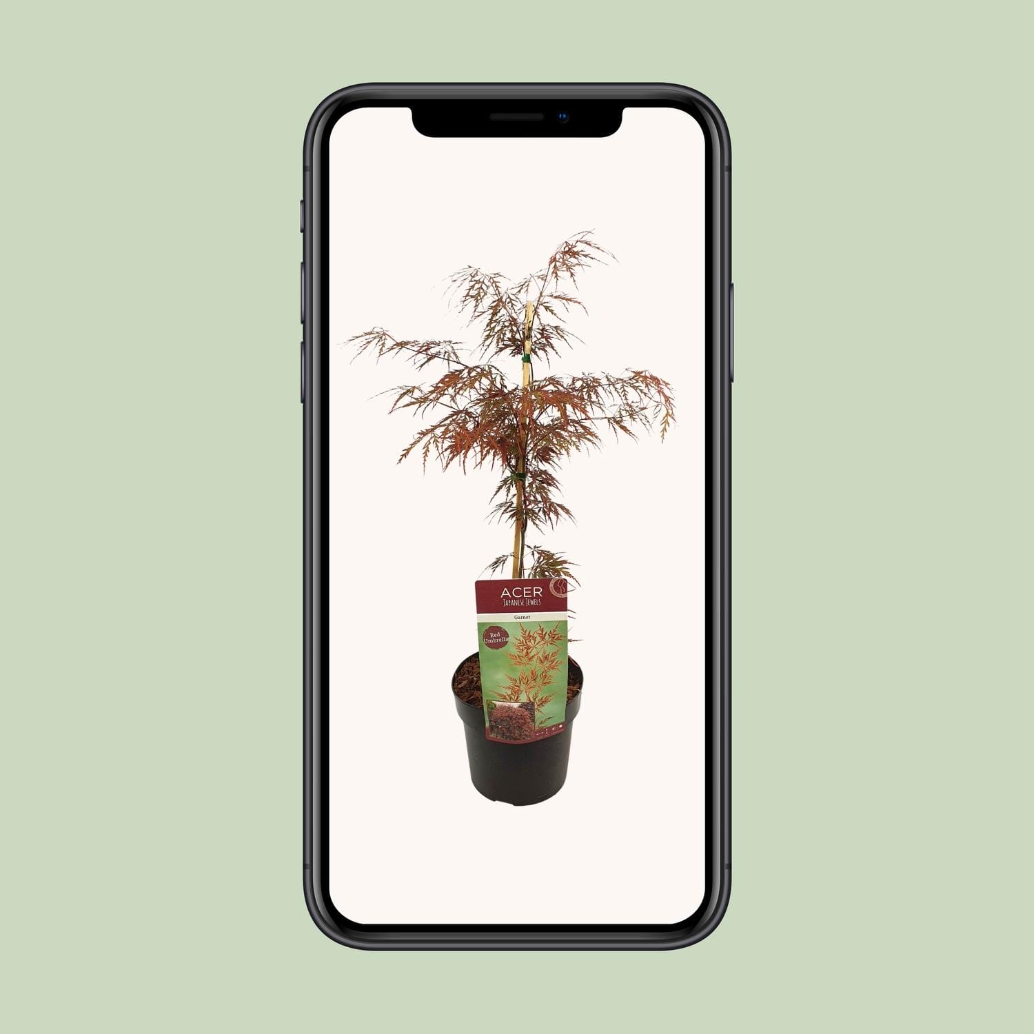 Acer Palm. 'Garnet' - ↨40Cm - Ø19Cm - Afbeelding 4