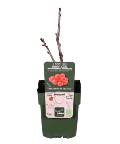 Rode bes (Ribes Rubrum) - ↨45Cm - Ø13