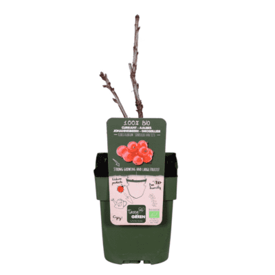 Rode bes (Ribes Rubrum) - ↨45Cm - Ø13