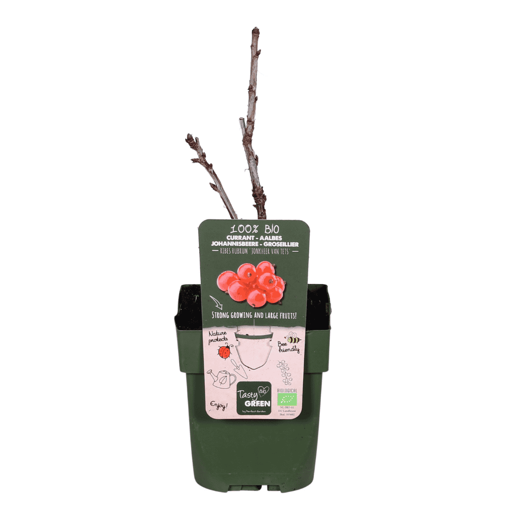 Rode bes (Ribes Rubrum) - ↨45Cm - Ø13