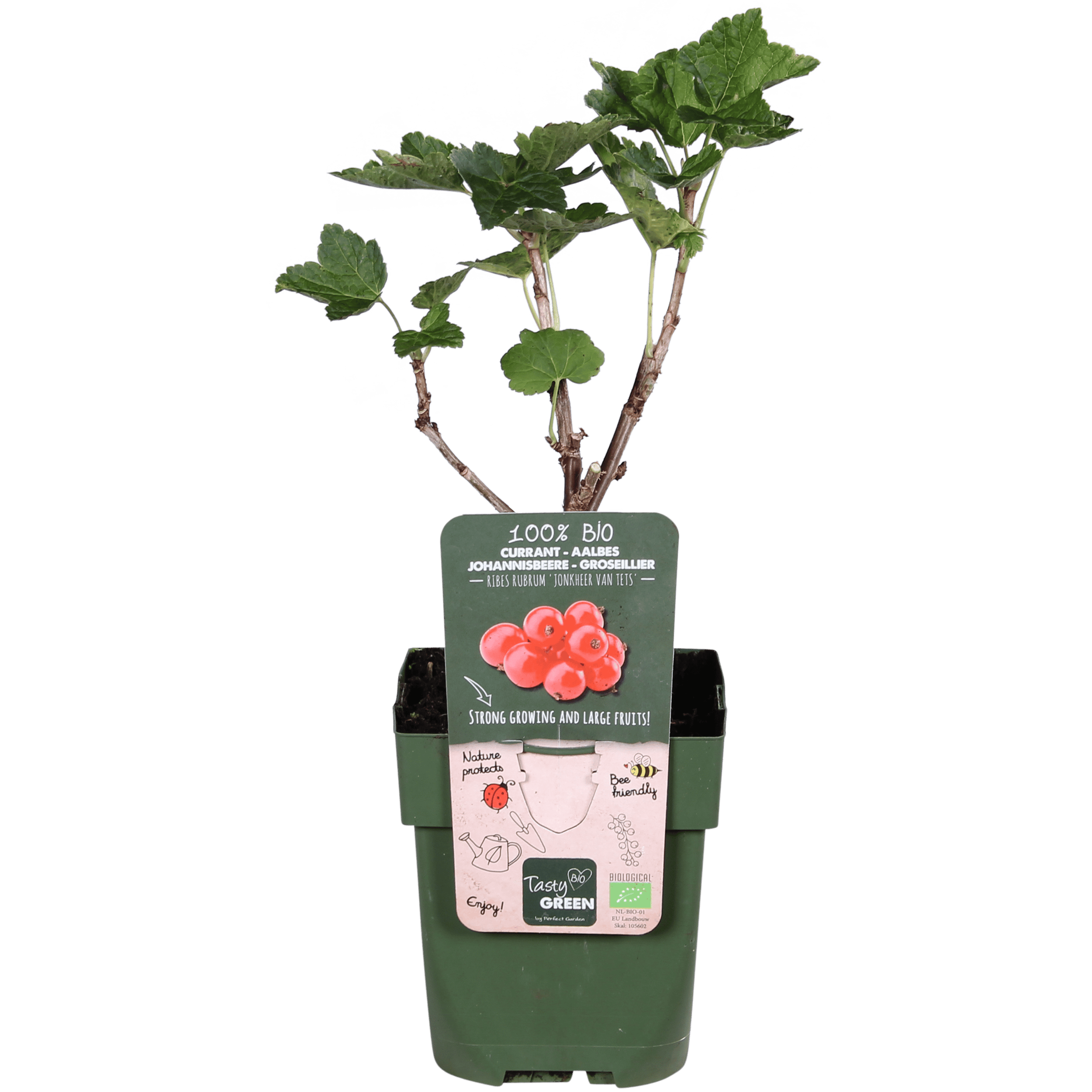 Rode bes (Ribes Rubrum) - ↨45Cm - Ø13 - Afbeelding 2
