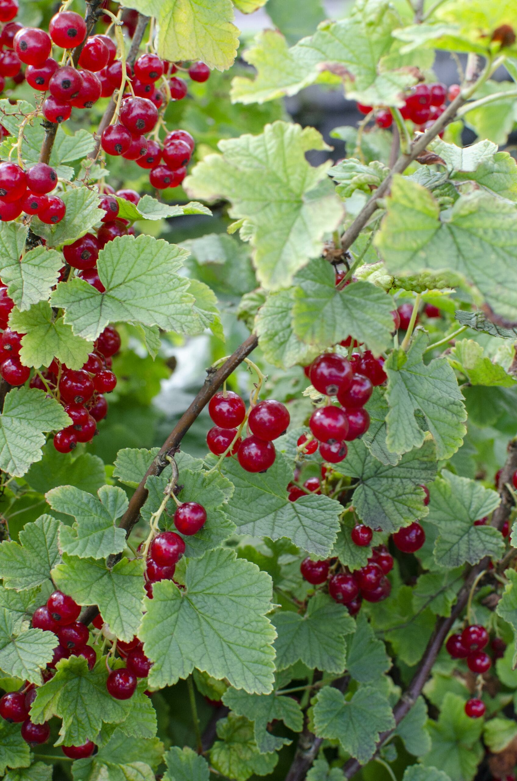 Rode bes (Ribes Rubrum) - ↨45Cm - Ø13 - Afbeelding 6