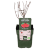 Framboos (Rubus Idaeus 'Malling Promise') - ↨45Cm - Ø13