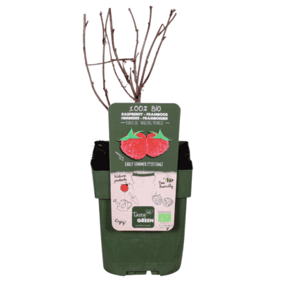 Framboos (Rubus Idaeus 'Malling Promise') - ↨45Cm - Ø13