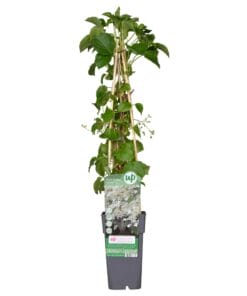 Hydrangea Petiolaris - ↨65Cm - Ø15