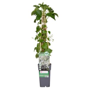 Hydrangea Petiolaris - ↨65Cm - Ø15