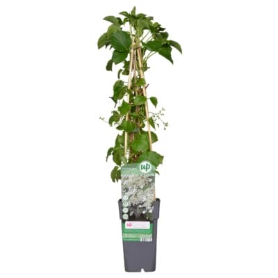 Hydrangea Petiolaris - ↨65Cm - Ø15