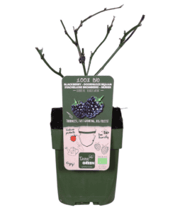 Zwarte braam (Rubus Fruticosus 'Black Satin') - ↨45Cm - Ø13