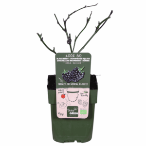 Zwarte braam (Rubus Fruticosus 'Black Satin') - ↨45Cm - Ø13
