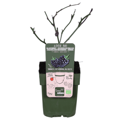 Zwarte braam (Rubus Fruticosus 'Black Satin') - ↨45Cm - Ø13
