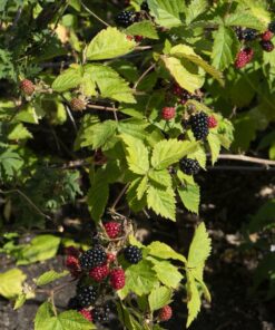Zwarte braam (Rubus Fruticosus 'Black Satin') - ↨45Cm - Ø13 - Afbeelding 4
